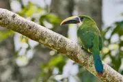 Santander: Santuario de Tucanes que Enamoran con sus Colores y Picos
