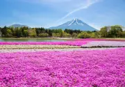 Seis Floraciones Emblemáticas de Japón: Cerezos, Azaleas y Más en Imágenes