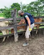 Sucre lidera vacunación antiaftosa en Caribe con 99,8% de cobertura en 2025