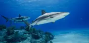 Tiburones de Bahamas contaminados con cocaína y fármacos: alerta científica sobre impacto humano