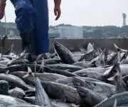 Tilapia y cachama lideran producción pesquera para Semana Santa en Colombia