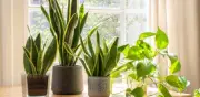 Tres plantas de interior que sobreviven con cuidados mínimos y poca luz en el hogar