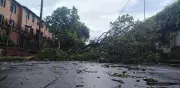 Vendaval azota el norte de Cali: árboles caídos y vías cerradas por fuertes lluvias