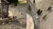 Video viral muestra plaga de ratas en el Tranvía de Medellín; Alcaldía responde