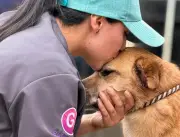 Voluntariado en Bogotá: Un compromiso colectivo por el bienestar animal