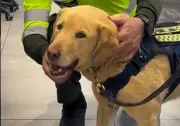 Zeus, el perro policía, se retira tras 8 años de servicio en seguridad vial de Colombia