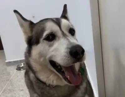 Abandonan a perro husky en clínica veterinaria de Sabaneta, Antioquia