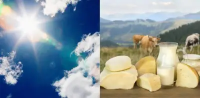 Alza en leche y queso por El Niño: ganaderos alertan crisis