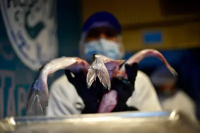 Aplicación guía el consumo responsable de pescado para proteger los océanos colombianos