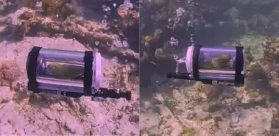 Bebe, el loro que bucea en las Bahamas con submarino casero, genera intenso debate en redes