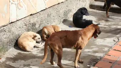 Bogotá habilita inscripción de animales callejeros en plataforma virtual del IDPYBA