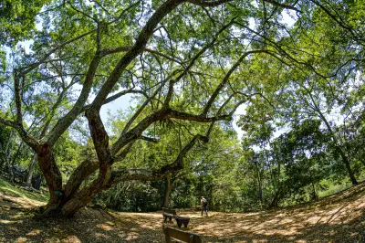 Cali ofrece 6 ecoparques gratuitos: senderos, avistamiento de aves y planes familiares