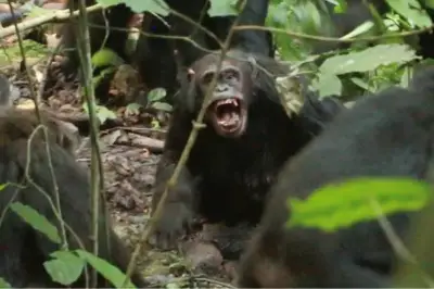 Chimpancés de Uganda libran guerra civil de ocho años con 24 asesinatos registrados