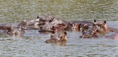 Colombia activa protocolo de eutanasia para controlar invasión de hipopótamos con inversión de 7.200 millones