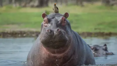 Colombia responde a magnate indio por traslado de hipopótamos