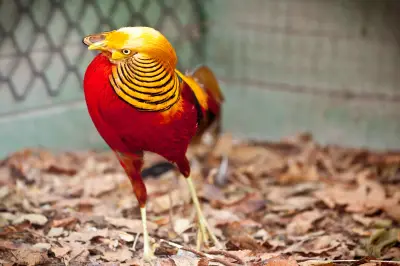 Colombia se consolida como líder mundial en avistamiento de aves con Cartagena como epicentro