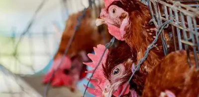 Colombia se rezaga en bienestar animal: supermercados sin avances en huevos libres de jaula