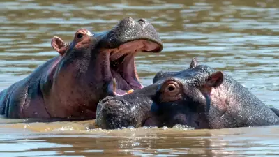 Colombia solicita a India traslado de 80 hipopótamos para evitar eutanasia