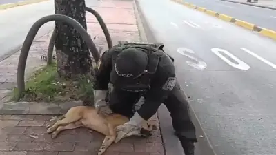Conductor atropella a perro y lo abandona en vía de Bucaramanga