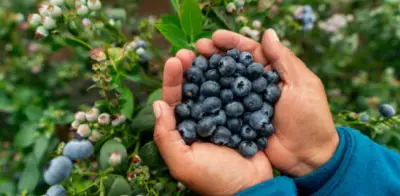 Consumo interno del 95% frena exportación de arándanos colombianos pese a su potencial global