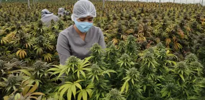 Cuerpo humano produce endocannabinoides similares a la marihuana