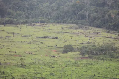 Deforestación en Colombia aumentó 6% en 2025 por expansión ganadera según Ideam