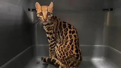 Desarticulan red que vendía ocelotes en cautiverio en Jamundí