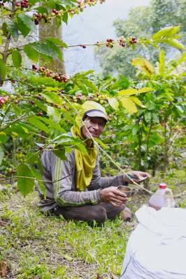 El arte del tueste: la fase crucial donde el café de Santander cobra vida y valor