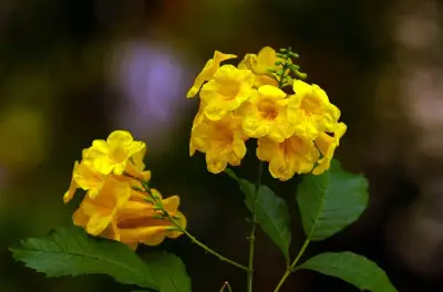 El chicalá: el árbol amarillo que transforma paisajes urbanos y rurales en Colombia