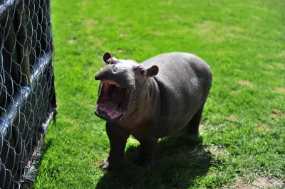 El dilema ético de los hipopótamos en Colombia: ¿Control letal o inacción irresponsable?