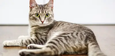 El lenguaje corporal de los gatos: cómo interpretar cola, ojos y postura de su michi