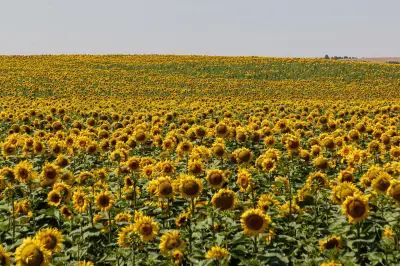 El misterio del girasol: por qué deja de seguir al sol al madurar