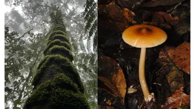 El misterio del roble negro colombiano y sus hongos micorrízicos únicos