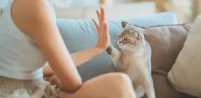 Estudio revela que variar el aroma del alimento estimula el apetito en gatos domésticos