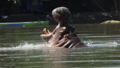 Eutanasia de hipopótamos en Colombia será gradual: autoridades detallan complejo proceso técnico y ético