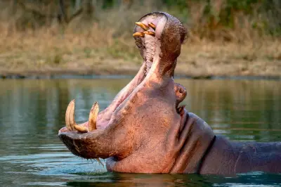 Eutanasia de hipopótamos: una decisión necesaria para proteger el ecosistema colombiano