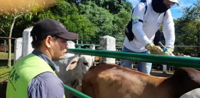 Fedegán desmiente disputas con el ICA sobre cifras de vacunación contra fiebre aftosa