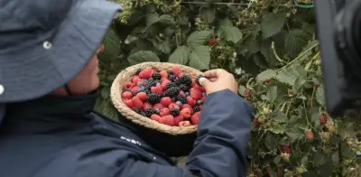 Frutos rojos colombianos: aliados de la salud y rostro del campo en campaña 'Guardianes de la Frescura'