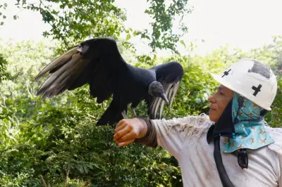 Gallinazos en Santander: especies esenciales y el caso único de 'Chulomán'