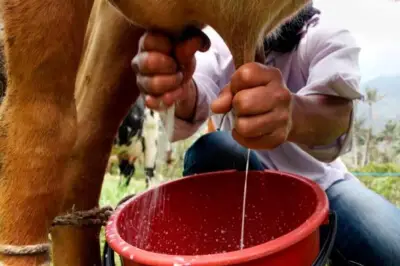 Ganaderos de Santander pierden 45.000 litros de leche por bloqueos en protestas contra avalúos