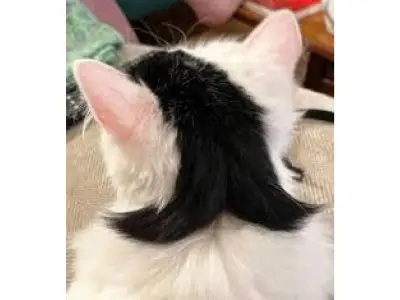 Gato con pelaje que simula corte 'mullet' de los 80 se vuelve viral en redes sociales