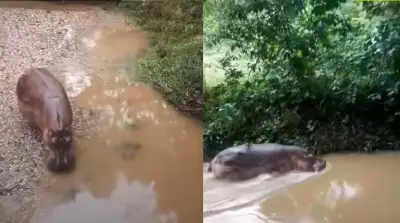 Gobierno colombiano implementa eutanasia de hipopótamos para controlar especie invasora