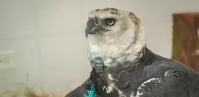 Águila arpía herida en Meta será operada en Pereira: lucha por sobrevivir con fractura en el ala