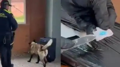 Hallan maleta con 8 kilos de cocaína y GPS en El Dorado, con destino a Canadá