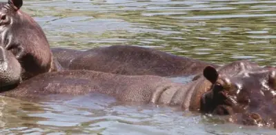 Hipopótamos de Pablo Escobar: Colombia pide a India información para traslado