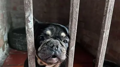 IDPYBA rescata perros de criaderos ilegales en Ciudad Bolívar