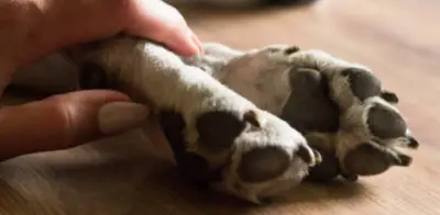 Indignación en Bucaramanga por muerte de perrita 'Kira' tras brutal maltrato en barrio Betania