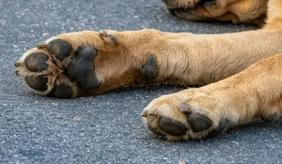 Indignación en Nariño por muerte de perro tras ataque con agua hirviendo y atropello