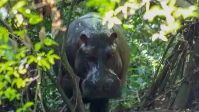 Juez avala eutanasia de hipopótamos de Pablo Escobar en Colombia