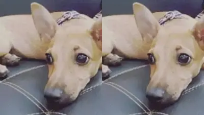 Justicia para 'Pinky' y 'Kiara': Históricas condenas por crueldad animal en Colombia